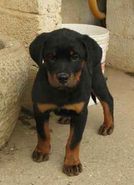mon chien